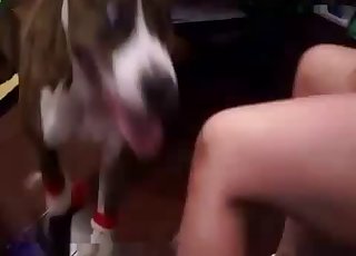 Brown doggy hardly pounds my sister