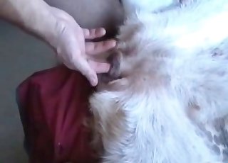 Sexy doggy penetrated in missionary pose