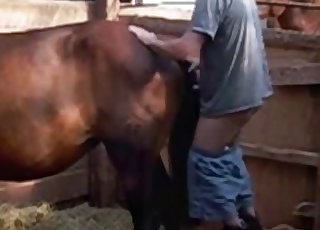 Brown horse nicely impaled by farmer