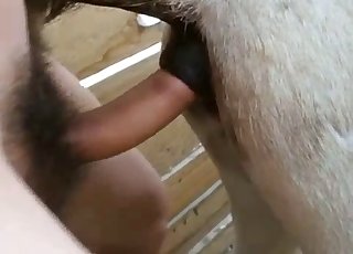 男がこのセクシーな動物を犯す