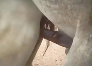 Stallion butt looks so freaking fuckable