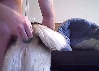 Awesome small dog penetrated with a sex toy