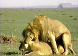 Lion's share of hardcore outdoors sex