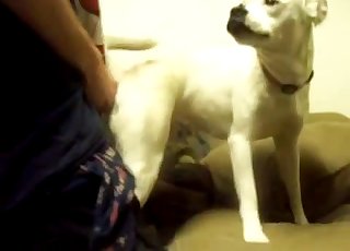 남편의 거대한 딕을 빨고 있는 흰 개