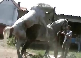 Two white stallions and a horny jockey