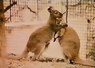 Kangaroos are banging so freaking cute