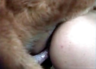 Girl has anal with a cur
