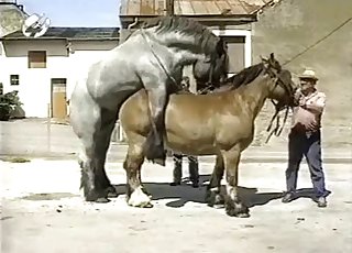 Muscled horses have awesome doggy style