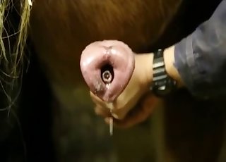 Sexy and massive dick of a brown horse