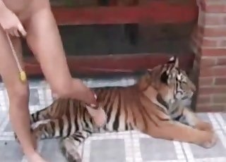 Horny babe wants to fuck a hung tiger