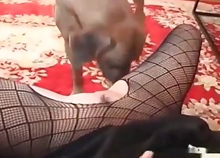 Fishnet-clad bitch violated here