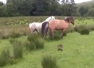 Two horses getting it on in private