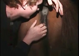 Nice horse gets licked on camera