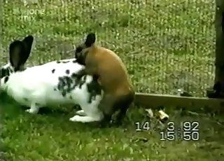 Two cute rabbits having wild sex in barn