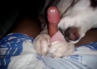 Doggy licking a big cock with pleasure