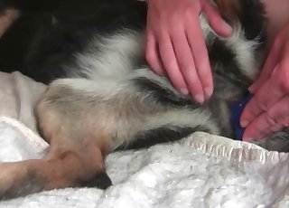 Guy uses a dildo on some small animal
