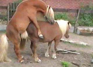 Cute small ponies are enjoying hot bestiality XXX