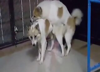 Zoo XXX scene with dogs that seem happy to fuck