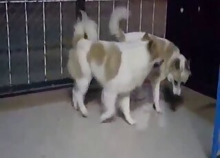 Zoo XXX scene with dogs that seem happy to fuck