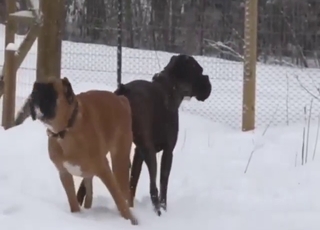 Bestiality sex shows two animals fucking around