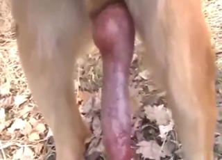 Zoo sex with stroking, moaning, and dog orgasms