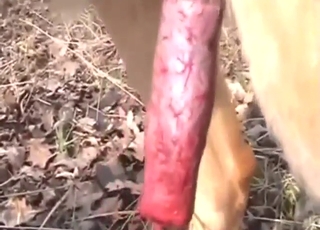 Zoo sex with stroking, moaning, and dog orgasms