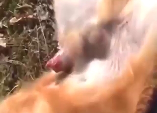 Állatkerti szex simogatással, nyögéssel és kutyaorgazmusokkal