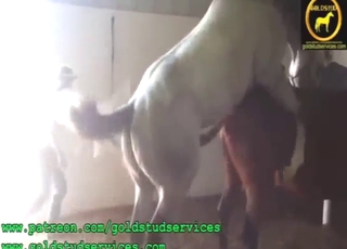 Dve zvieratá sa navzájom dostanú do ringu