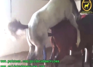 Two animals are going to get each other off