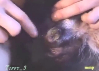 Hot animal is going to get fingered and gaped