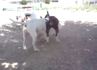 Bull terrier fuck with two animals going wild
