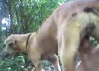 Szalone, gorące, zoofilskie doświadczenie z seksownym psem