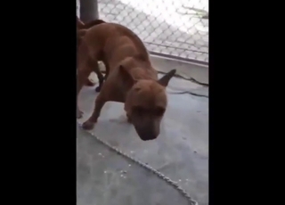 Zoo porn movie showing two beasts screwing