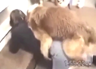 Hot and heavy fuck scene with a wet zoophile