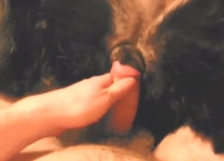 Dog fuck scene with a guy who gapes it good