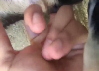 Good-looking animal fingered in POV harder