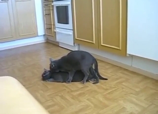 No shame with hot cats that fuck each other