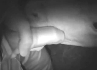 Babe calf licking all over that yummy penis