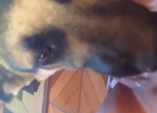 POV bestiality sex with an animal sucking hard