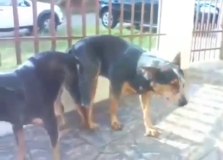 Zoophile's voyeuristic dream: two dogs fucking