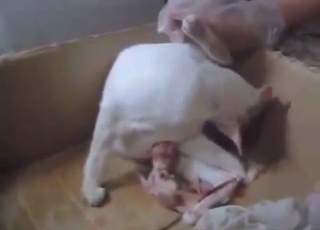 Cat porn movie with sexy animals working it