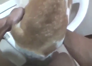 Bestiality sex shows reverse cowgirl fucking