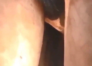 Horny animals enjoying outdoor fucking here