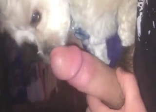 Le chien va utiliser sa langue pour un bon léchage