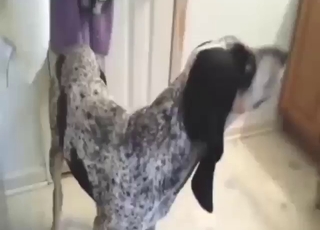 与野兽的刺激精液采集体验