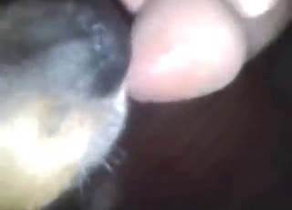 Indian porn: dog licks his dick and gets him off