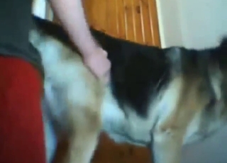 Good-looking vagina of a sexy dog gets ruined