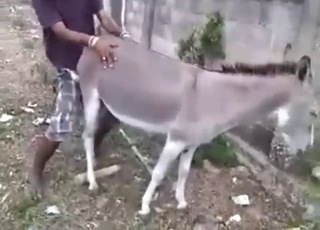 Good-looking Latino fucker fucks a Donkey hard