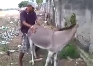 Good-looking Latino fucker fucks a Donkey hard