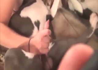 A mókás kutya bele akarja dugni ennek a MILFnek a nyelvét abba a seggbe